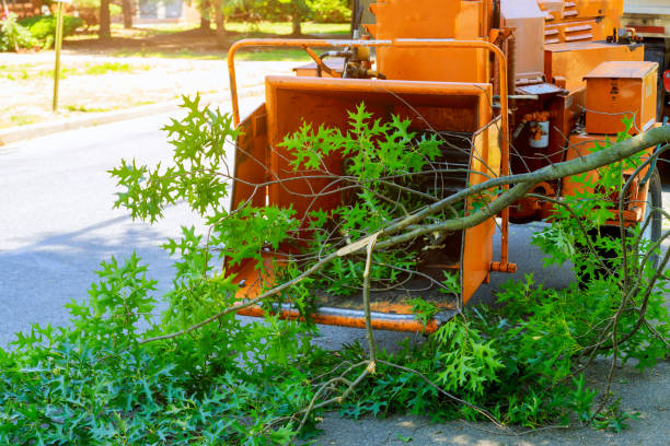 Best Local Tree Services  in Una, WA